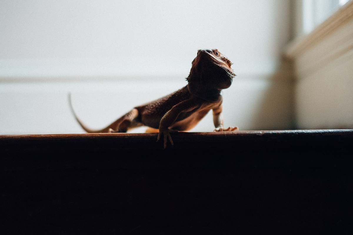 united states pogona near white wall pet